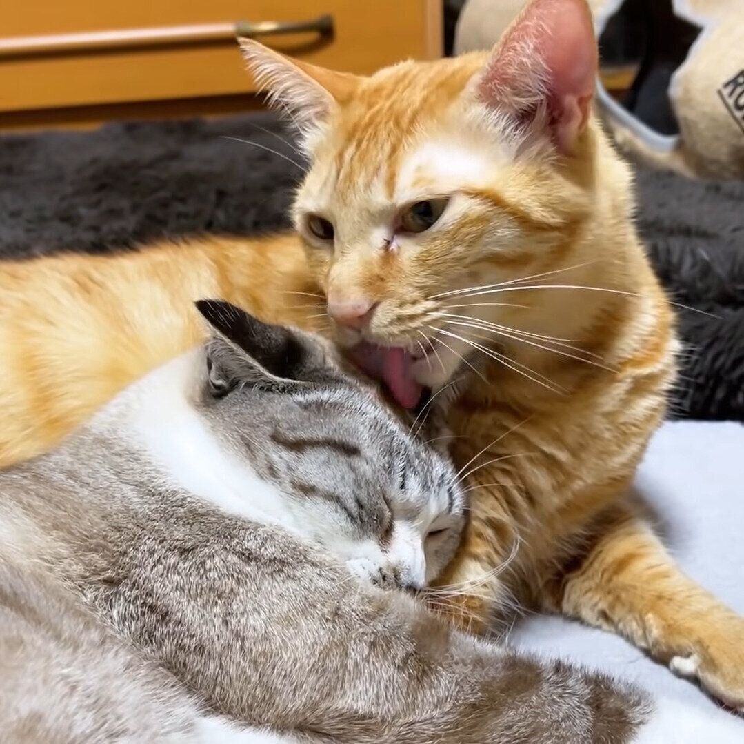 仲よしなリクちゃんとリノちゃん