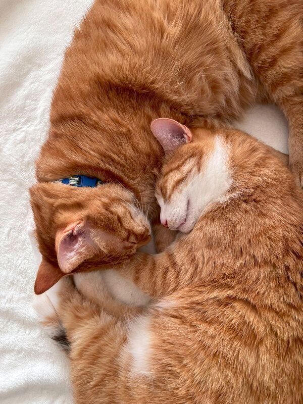 仲良しなクウちゃん、カイちゃん