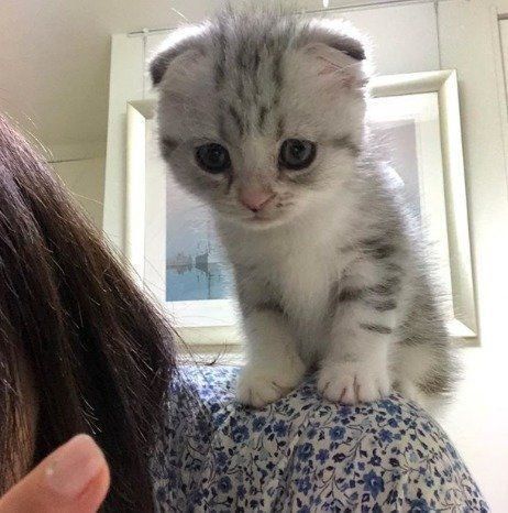 肩のちょこんとのる子猫