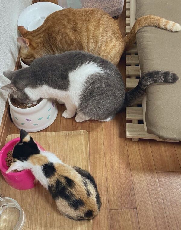 ごはんを食べる猫たち