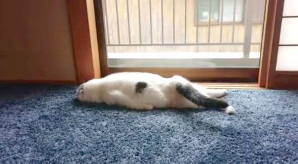 ぐでるスコティッシュフォールド