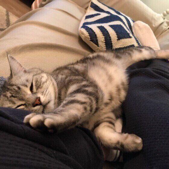 ママに甘えるアメショの小鉄くん