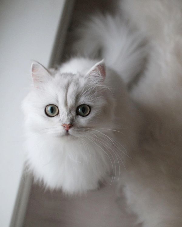 ドヤ顔をする猫