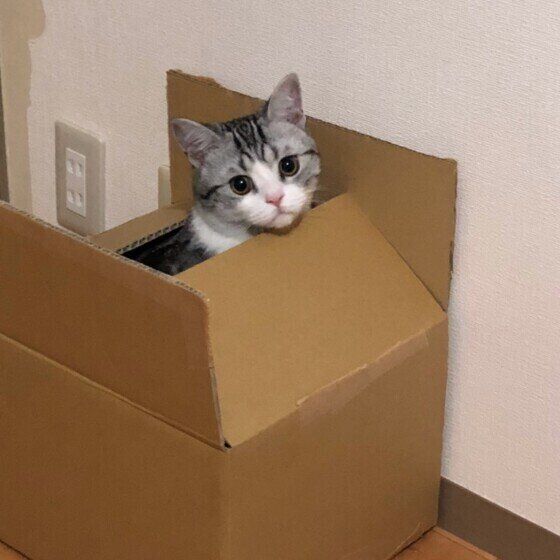 ダンボールに入るスコティッシュフォールド