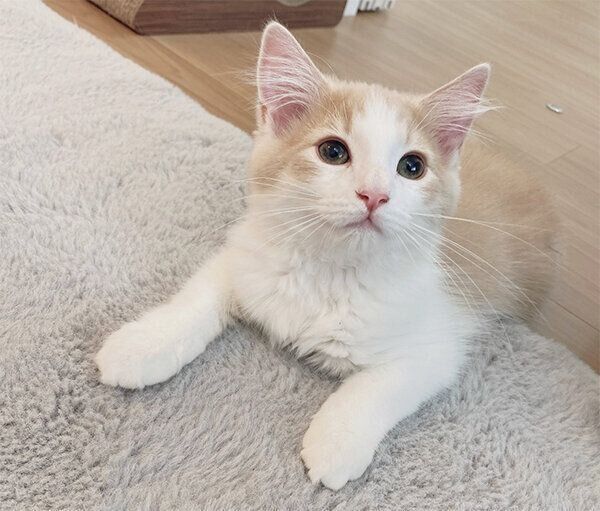 見つめる博士くん