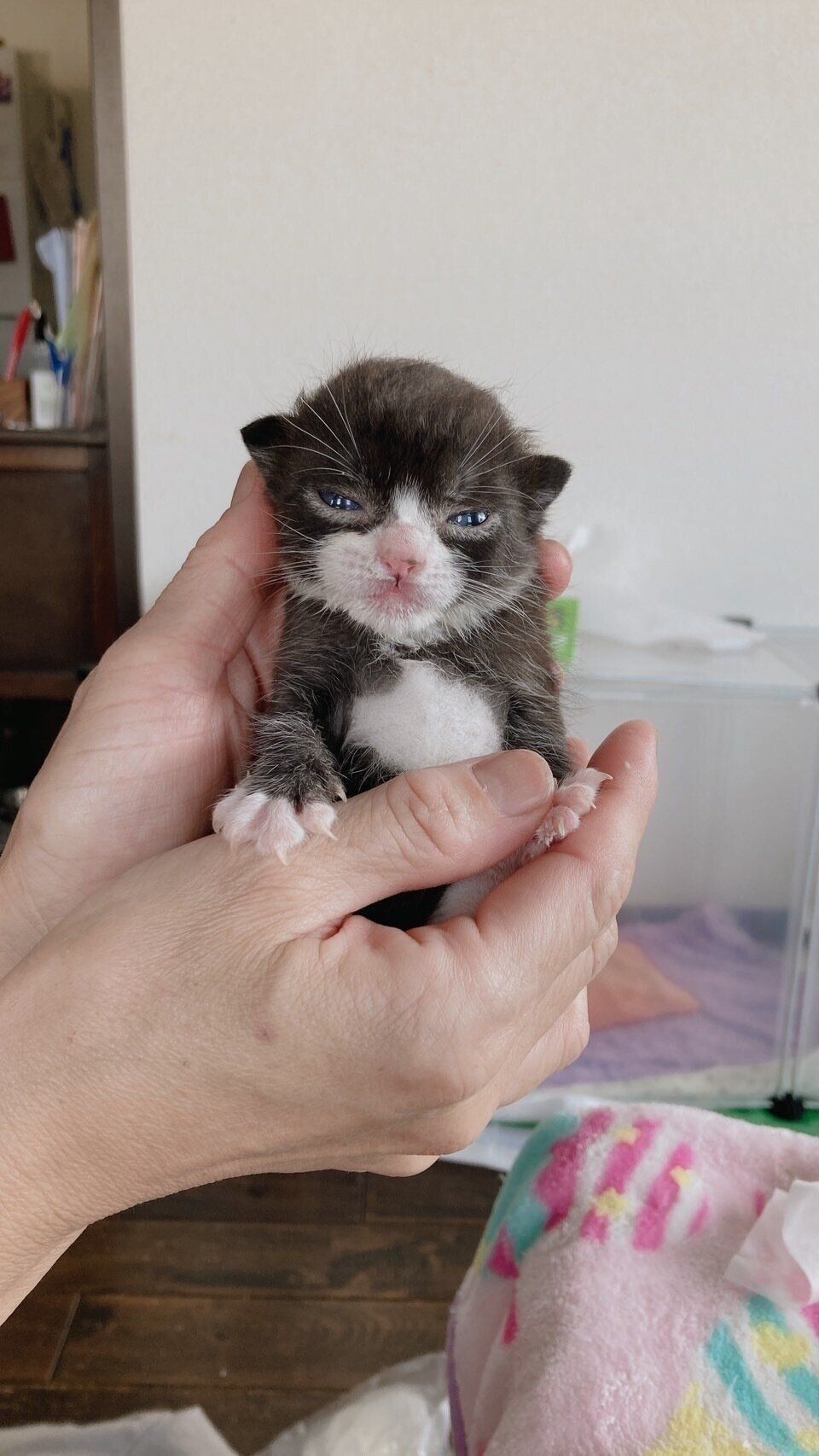 写真提供／子猫園ベルソーデシャトンズ