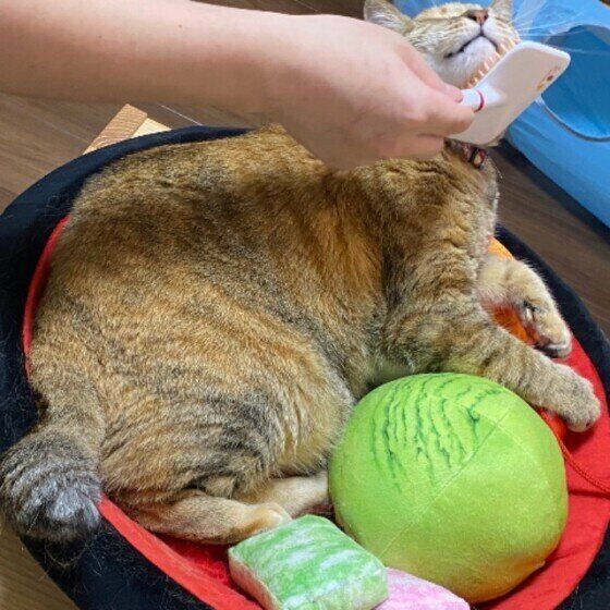 ブラッシングしてもらう日本ネコ