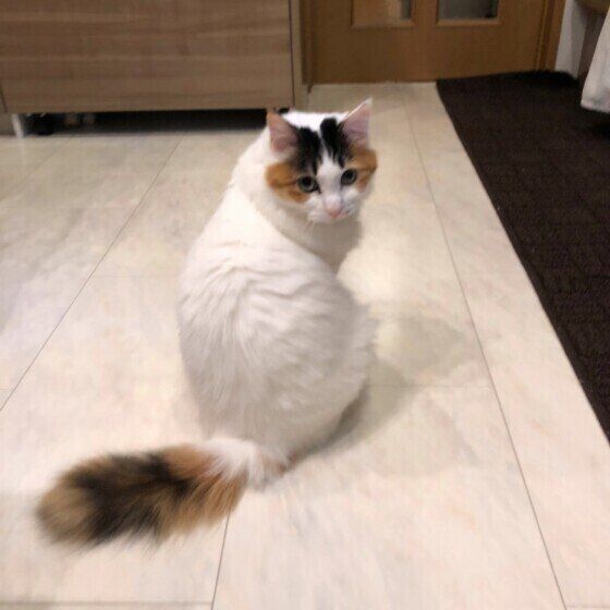 ターキッシュバンのりんちゃん