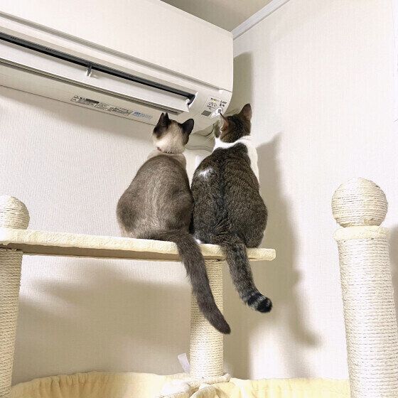 シャムの小春ちゃんたち♪