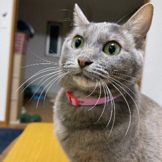 グレー猫のはなちゃん