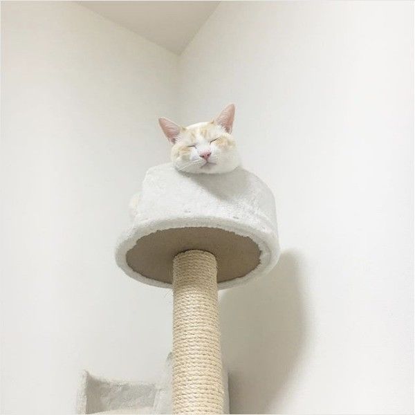 おもちニャンズ