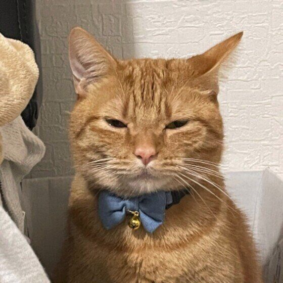 マンチカンのココちゃん