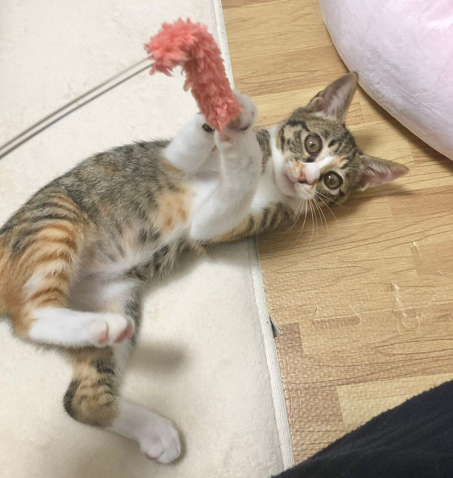 生後推定3カ月のころに撮影したナナちゃん