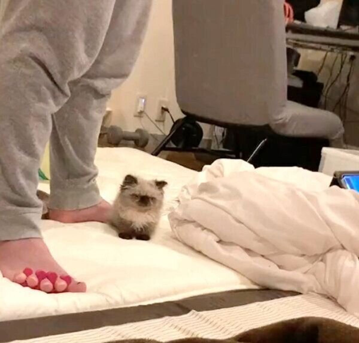 意味分からないくらい可愛い 生後約2カ月の眠たそうな子猫の姿に悶絶 ねこのきもちweb Magazine 意味分からないくらい可愛い 生後約2カ月の眠たそうな子猫の姿に悶絶 ねこのきもちweb Magazine