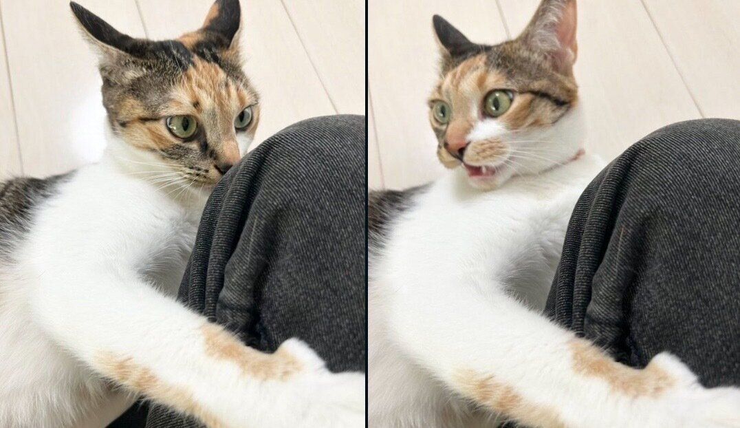 飼い主さんの膝の匂いを嗅ぐこはくちゃん