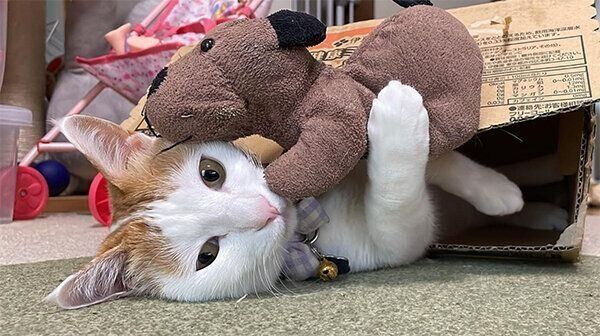 わんわんのぬいぐるみが大好きなむぎくん