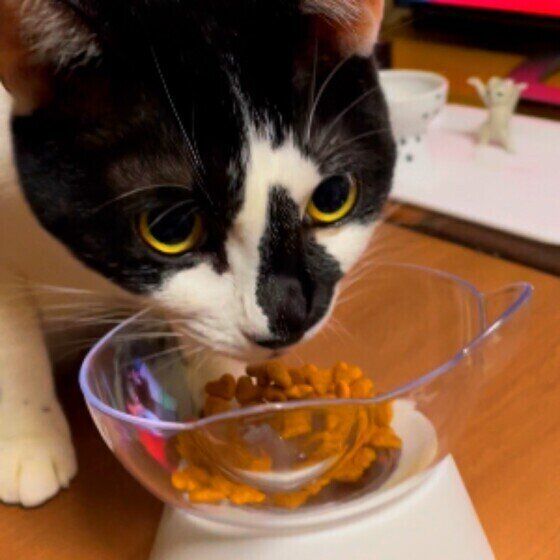 ごはんを食べる猫