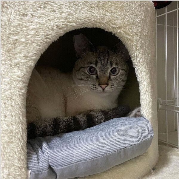 ダイソーの猫グッズ