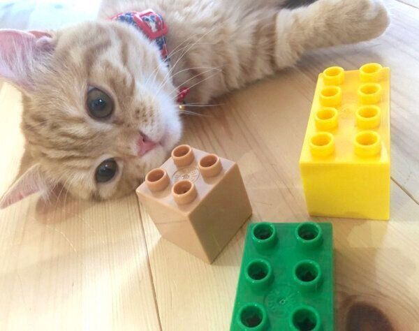 寝転がるぷてぃこちゃん