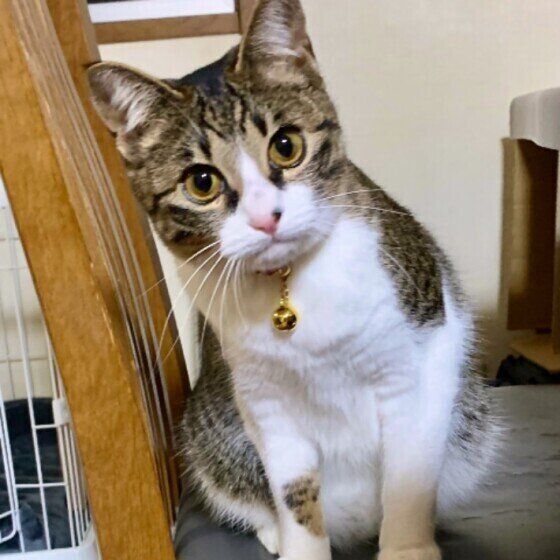 首をかしげるキジトラ