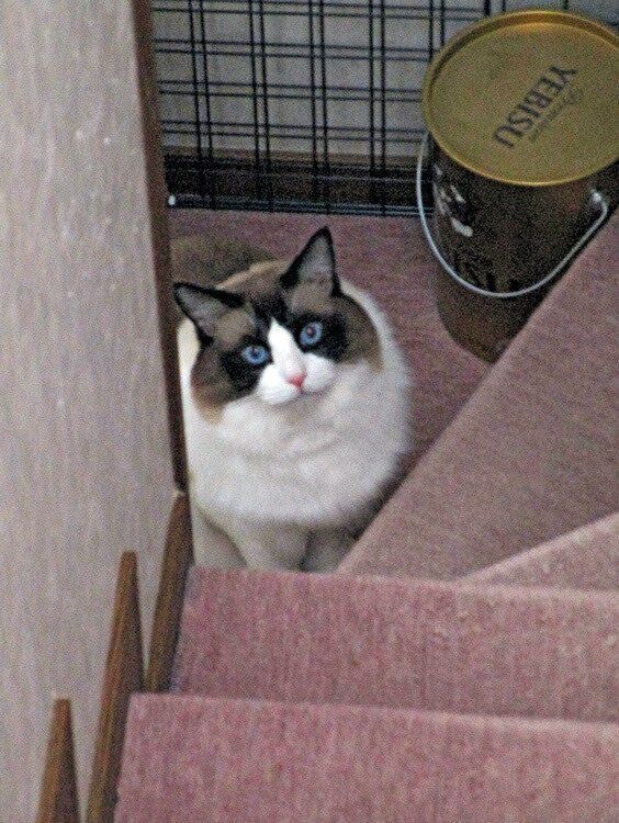 見上げる八兵衛くん