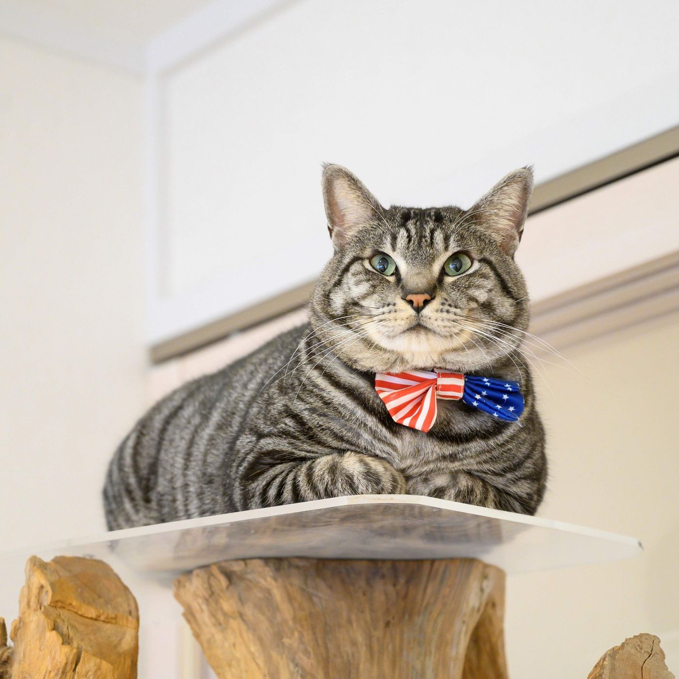 猫の性別でこんなに違う オス猫を満足させるためにできること5つ ねこのきもちweb Magazine 猫の性別でこんなに違う オス猫を満足させるためにできること5つ ねこのきもちweb Magazine