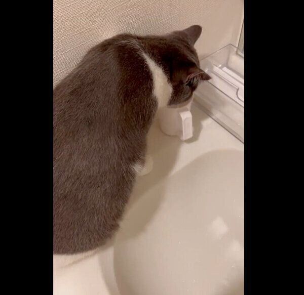 コップでお湯を飲むおにぎりくん