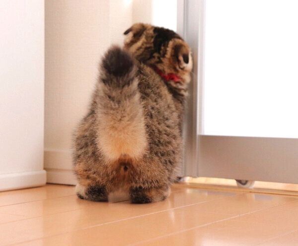 扉をこじ開けようとするまつたけちゃん