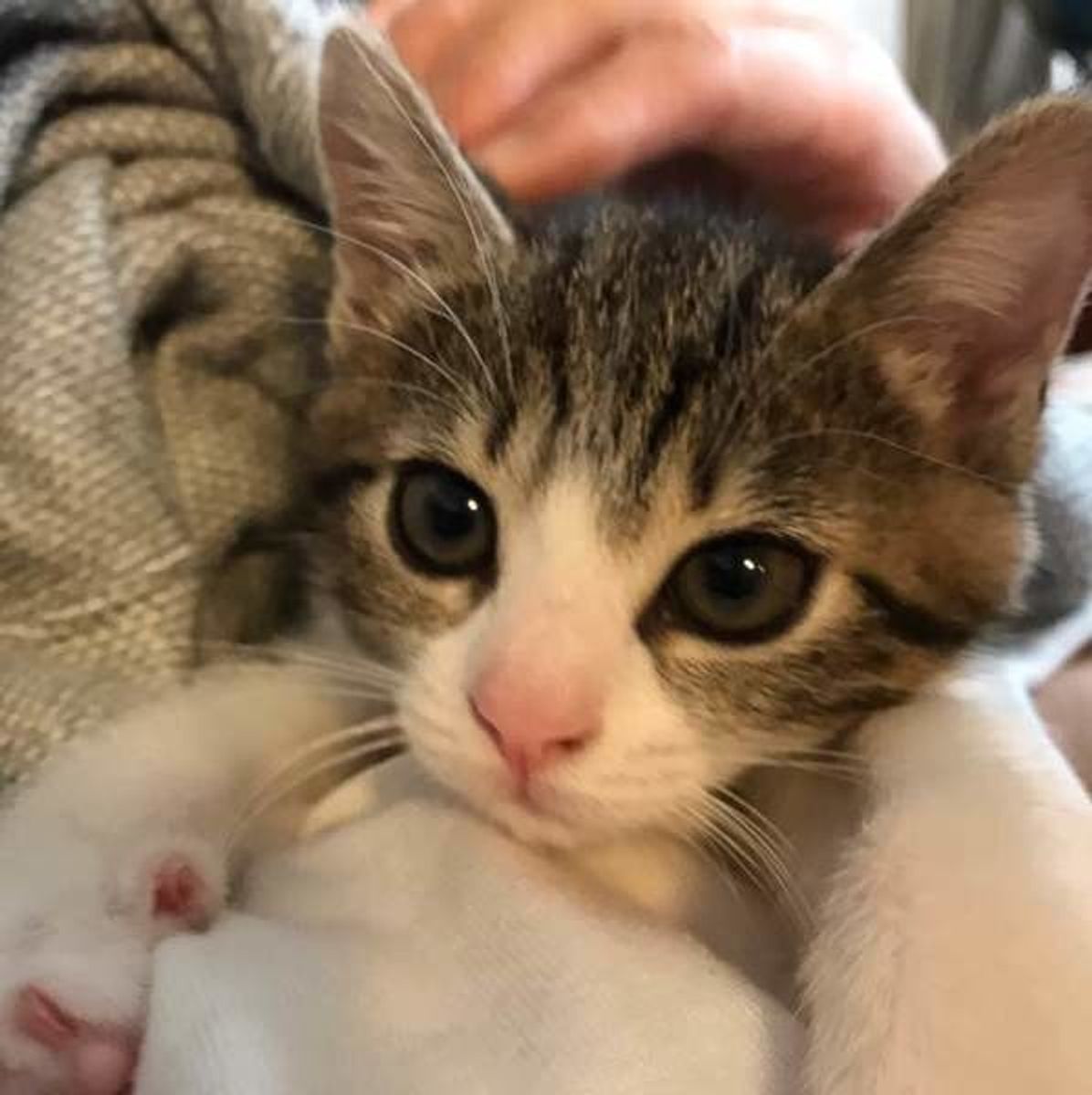 愛猫を抱っこ好きにさせるために 猫のペースに合わせることが肝心 ねこのきもちweb Magazine 愛猫を抱っこ好きにさせるために 猫のペースに合わせることが肝心 ねこのきもちweb Magazine