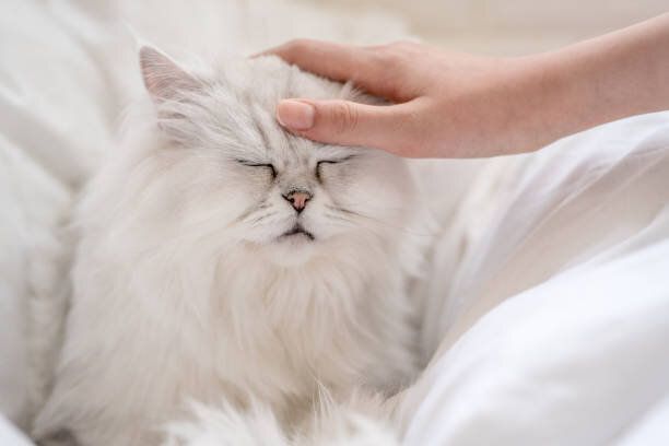 頭をなでられる猫