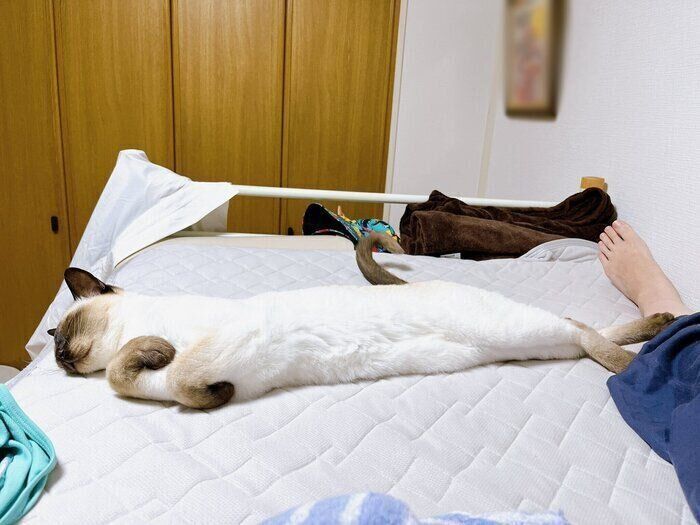 ベッドの上で気持ちよさそうに眠るたきちゃん