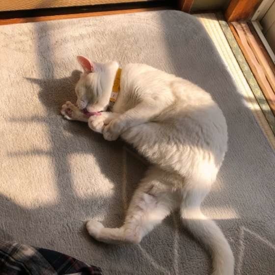 毛づくろい中のももちゃん