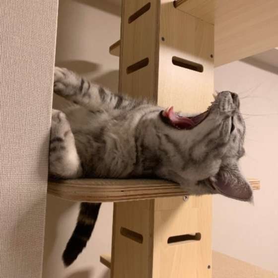 キャットタワーであくびをする猫
