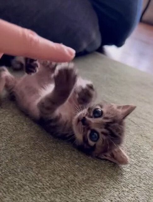 生後約4週間の猫