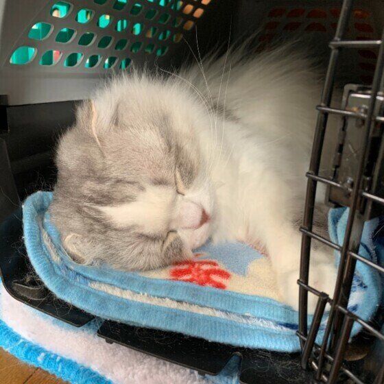 スコティッシュフォールド・ロングヘアのモカくん