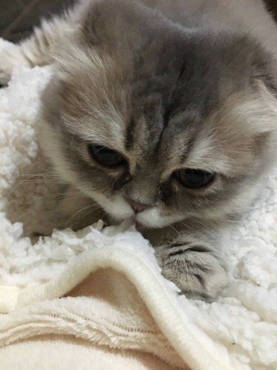 スコティッシュフォールド・ロングヘアのココちゃん