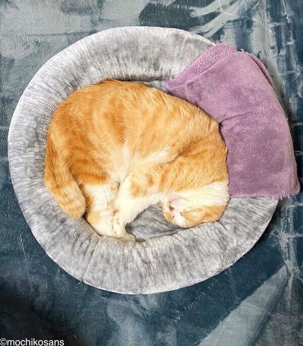 ニトリのペットベッドで眠るもちさん
