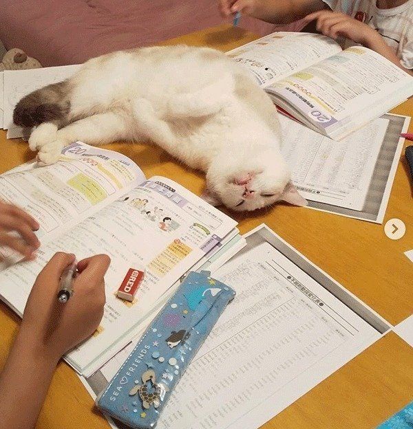 宿題をしているか見張る猫