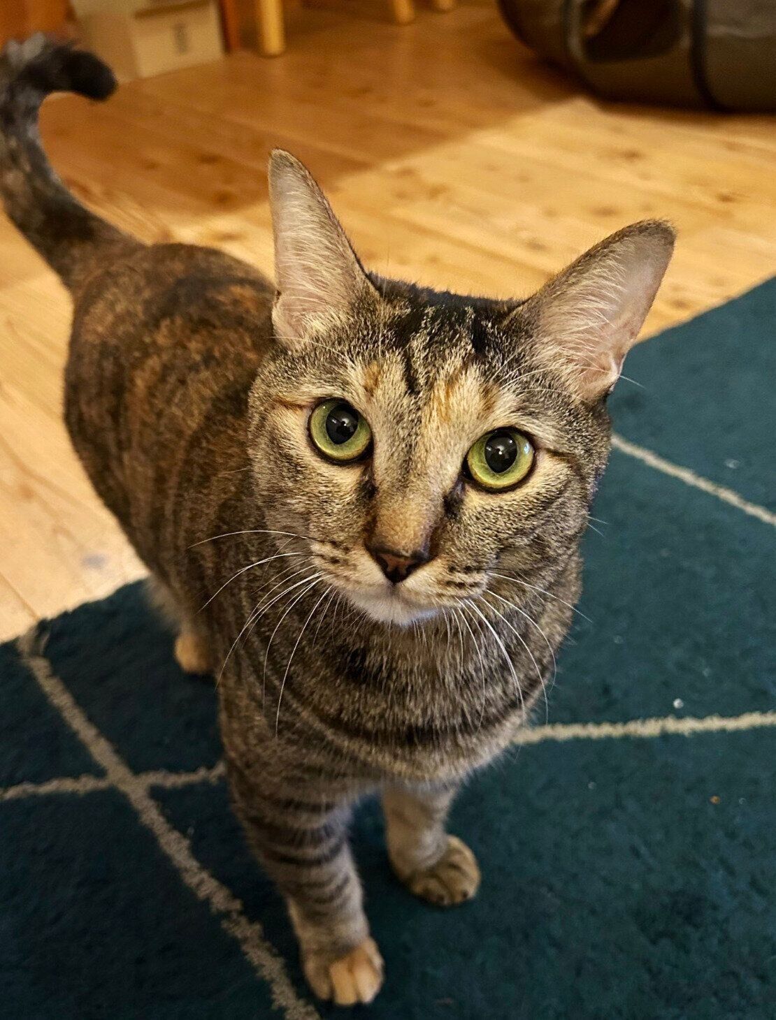 「ごはんまだか」の顔をするたなはいらずちゃん