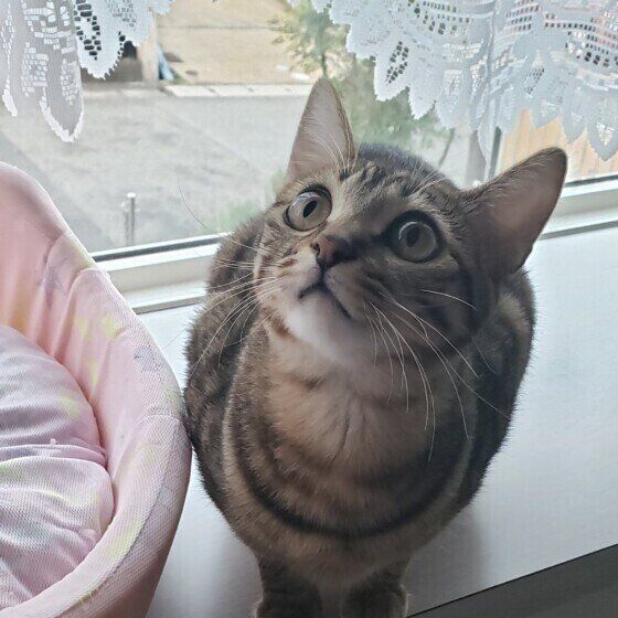 キジトラ猫のすずちゃん