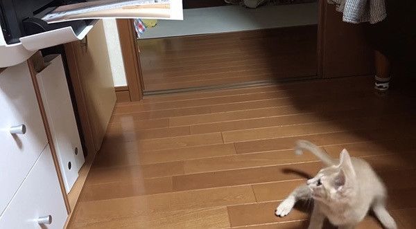 プリンターを見る猫