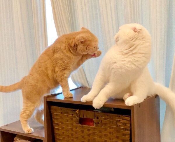 もろみちゃんを避けるむくちゃん