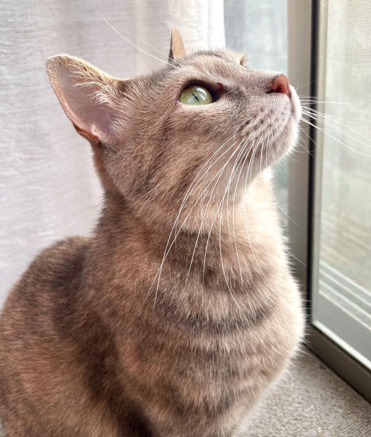 ニャルソックするあんこちゃん。