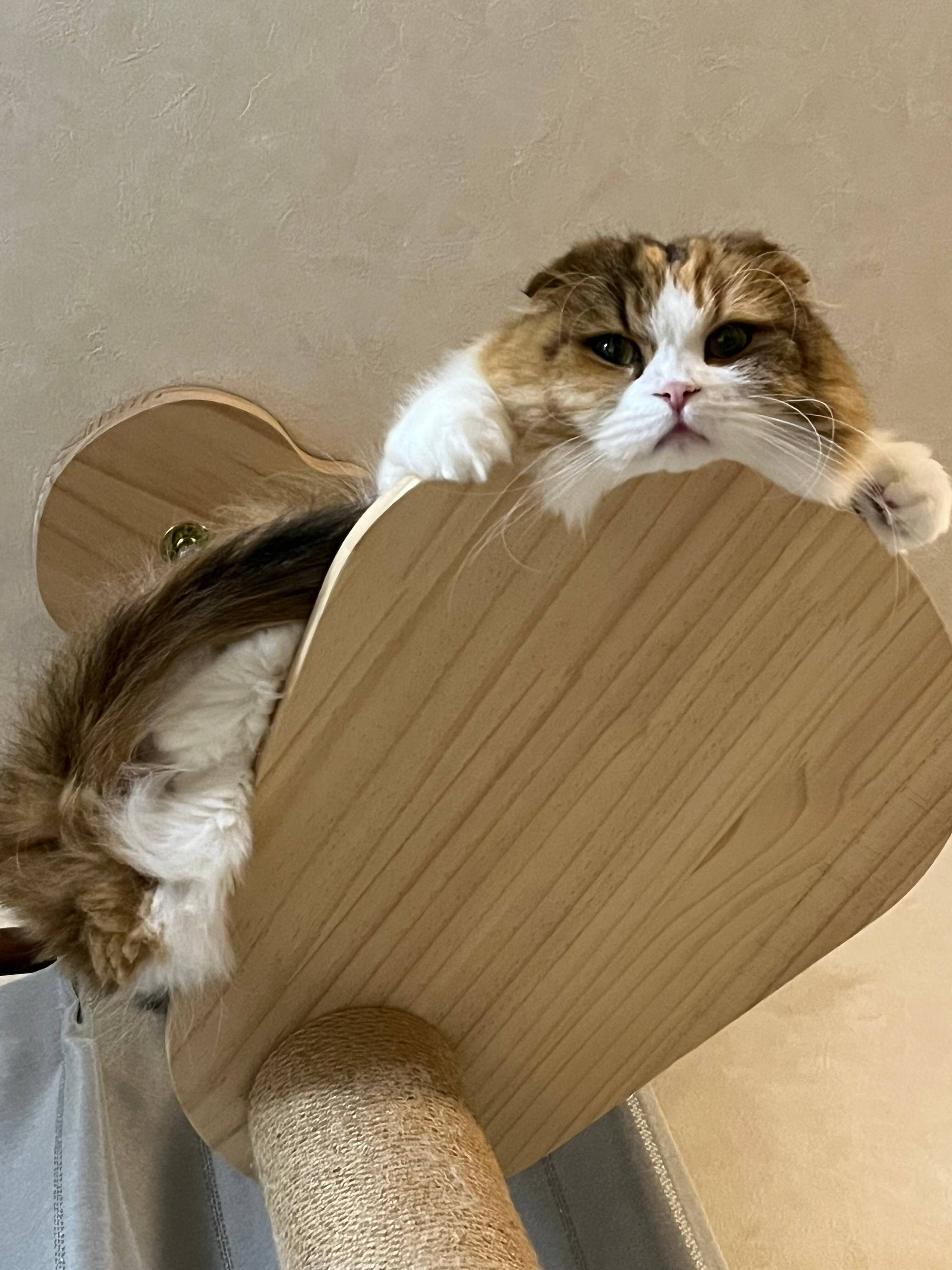 飼い主を見下ろすスコティッシュフォールド