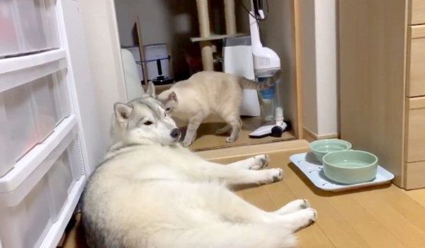 ビックリして起きたゆきちゃん