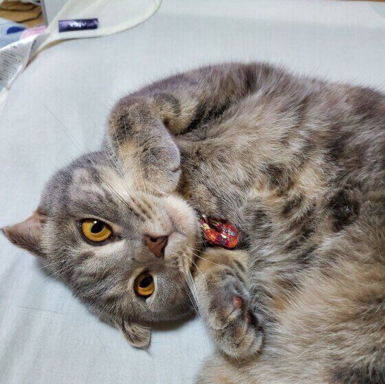 くつろぐスコティッシュフォールド