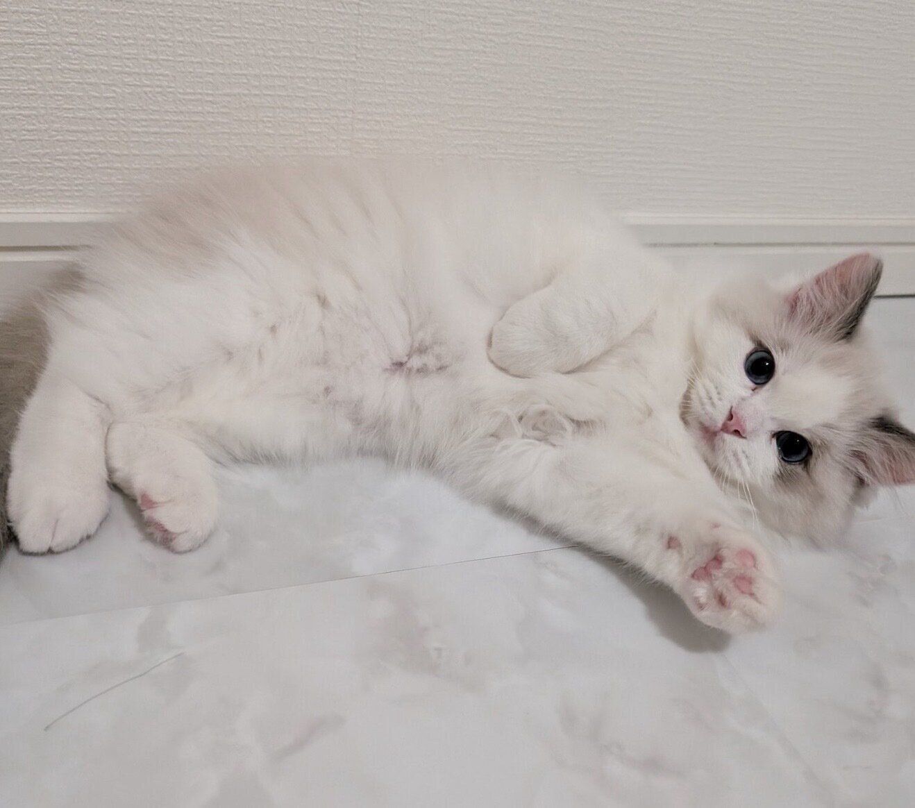 寝転がるベルくん