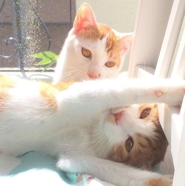 猫のいちごちゃんとタルトちゃん