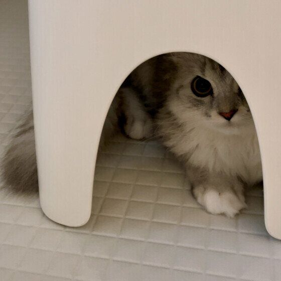 ルナ  新しい隠れ家を発見したようです
