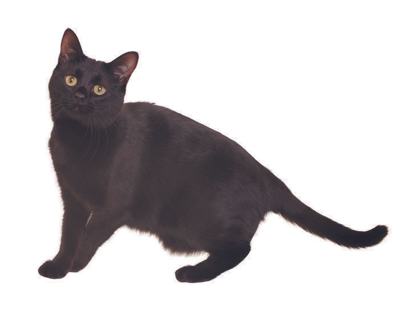 獣医師監修 猫の性別 猫種 毛柄による違い 特徴や性格 お世話方法 ねこのきもちweb Magazine 獣医師監修 猫の性別 猫種 毛柄による違い 特徴や性格 お世話方法 ねこのきもちweb Magazine